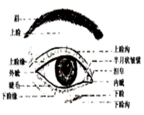割双眼皮有美目效果 也可以矫正倒睫毛/眼睑下垂
