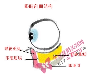 眼睛剖面结构